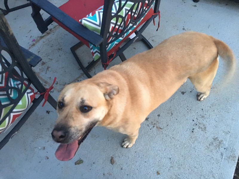 Dog Found Friday, May 6